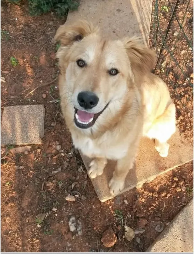 One of Kae's dogs