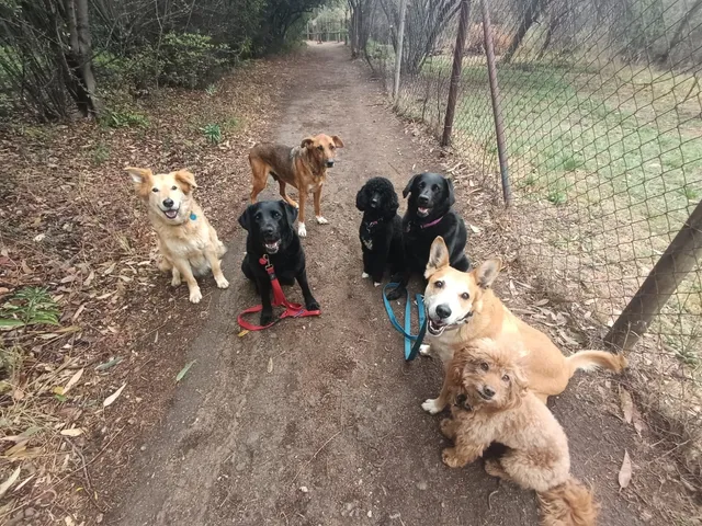 A dog out on a walk