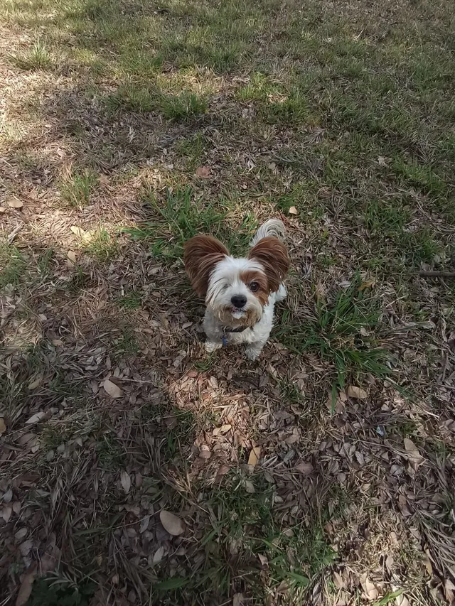 A small dog