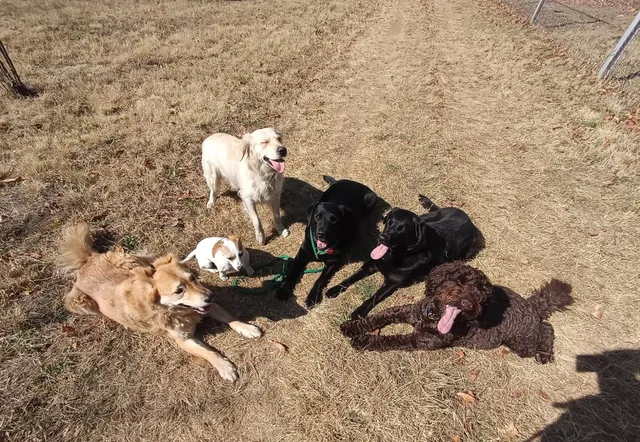 A group of calm, well-trained dogs sitting together