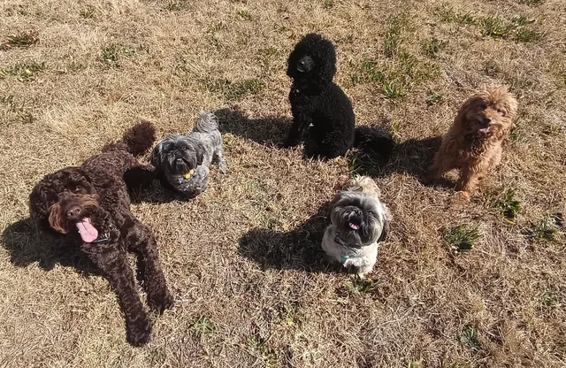 Dogs together