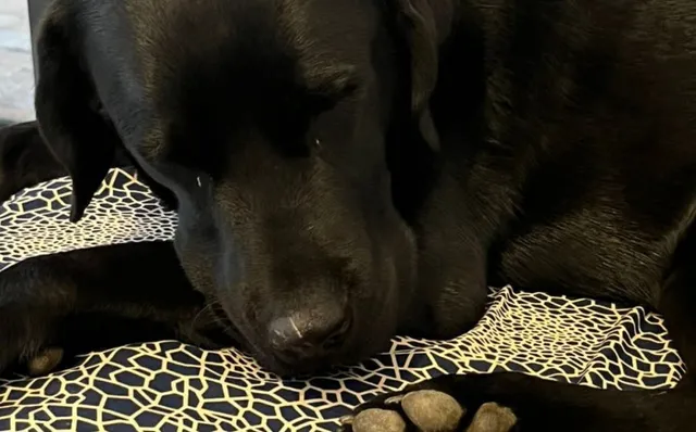 A black Labrador resting its head on a patterned bed