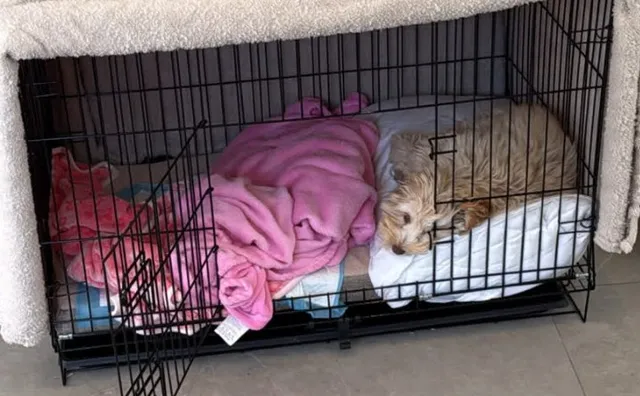 A puppy asleep in an open crate with a pink blanket