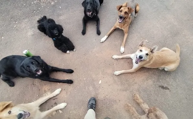 Seven dogs lying in a circle around their trainer's feet