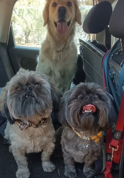 A golden retriever and two shih tzus waiting in the back of a car