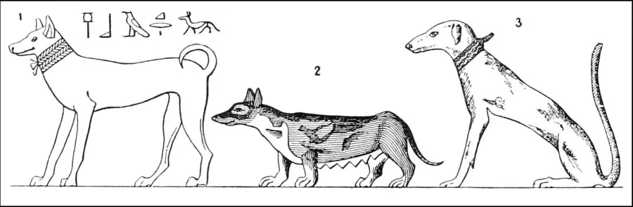 Engraving of three dogs copied from Egyptian monuments; the first has upright ears and a tightly curled tail, with hieroglyphs above it