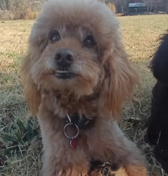 An apricot poodle sitting on dry grass, looking up